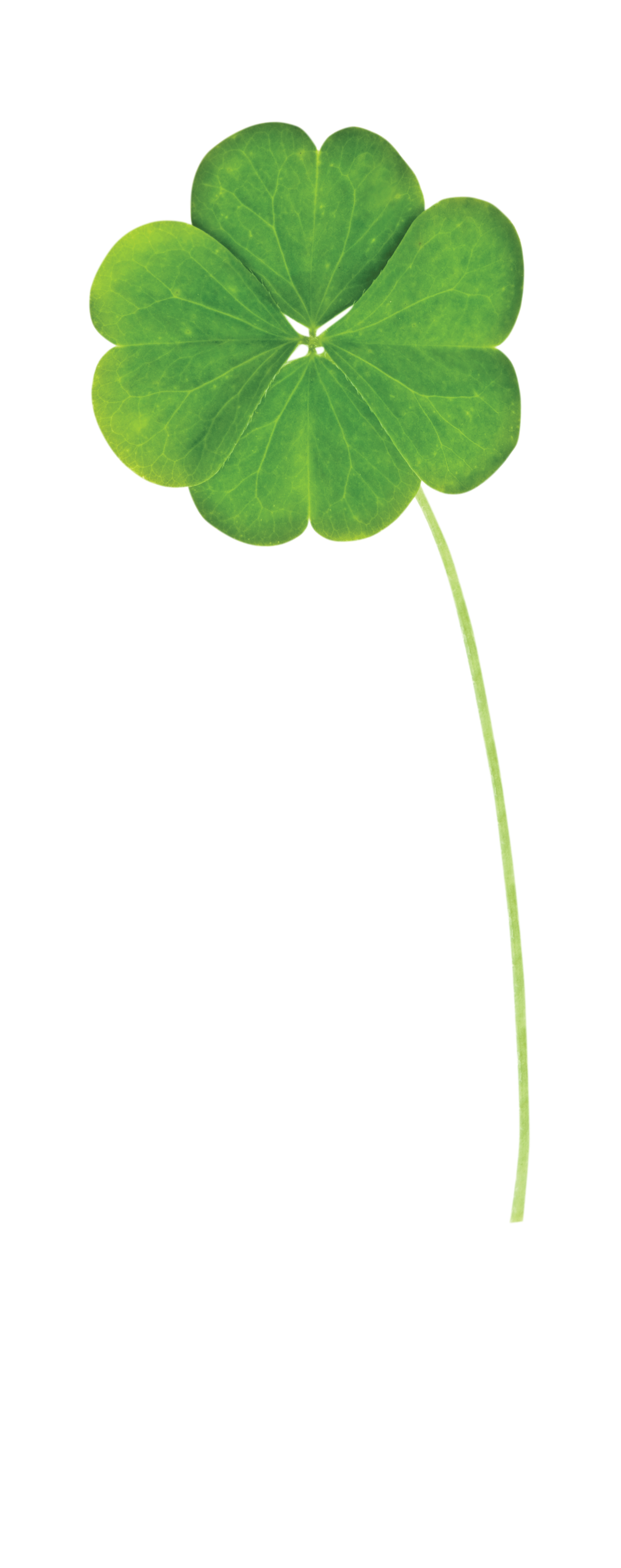Clover leaf